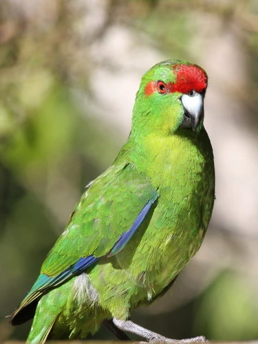 Red-crowned parakeet