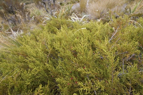 Lepidothamnus