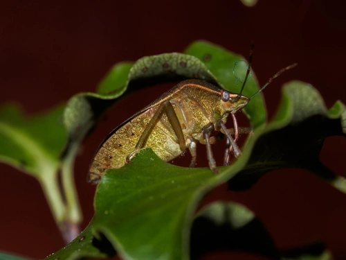 Green Vegetable Bug (Nezara viridula)