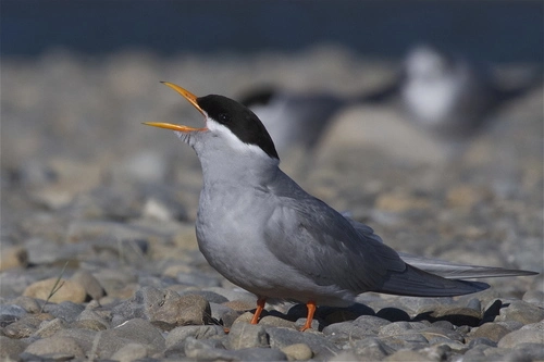 Black-fronted Tern