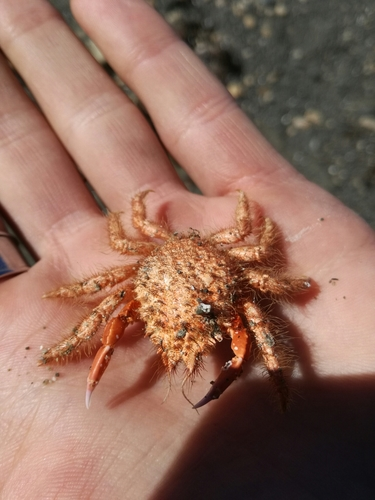 Hairy seaweed crab