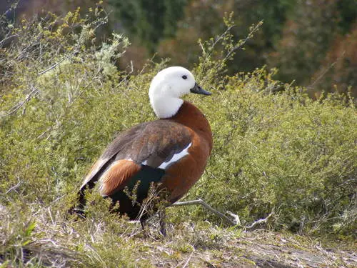 Paradise Shelduck