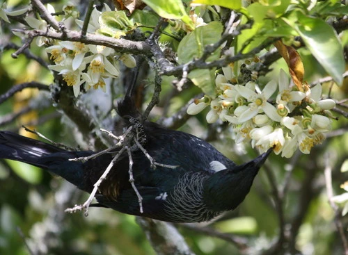 New Zealand Tūī