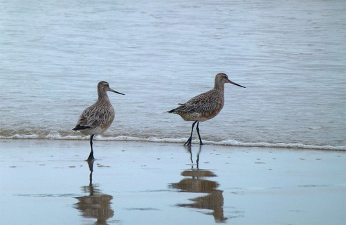 Eastern Bar Tailed Godwit