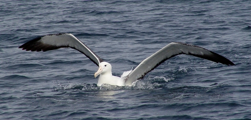 Great Albatrosses