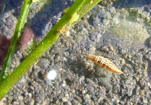 Neuroptera
