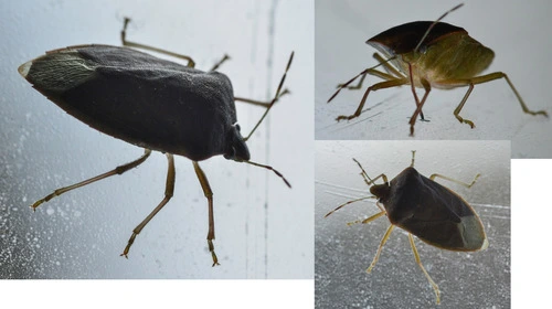 Green Vegetable Bug (Nezara viridula)