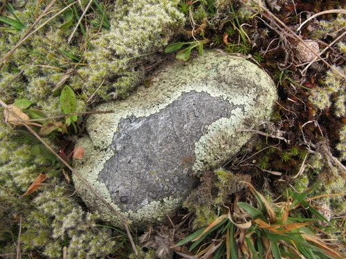 Rock Shields