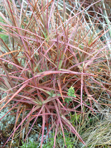 Inaka (Dracophyllum longifolium)