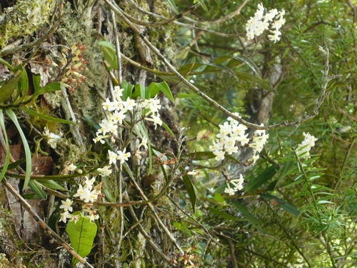 Easter Orchid (Earina autumnalis)