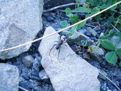 Black Cobweb Spider (Steatoda capensis)