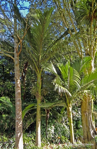 Kermadec Island Nikau (Rhopalostylis baueri)