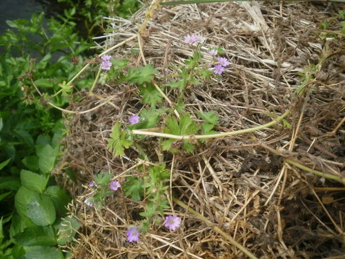 Dove's Foot Cranesbill (Geranium molle)