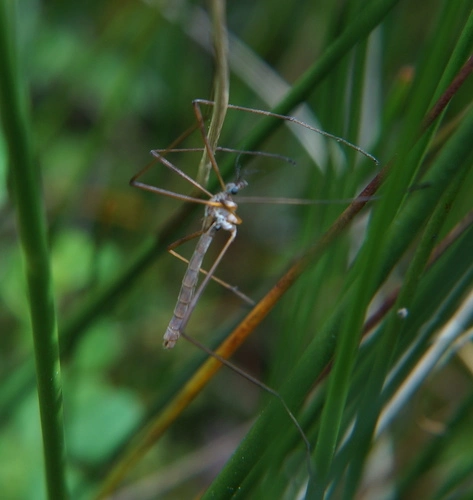 Gynoplistia pedestris