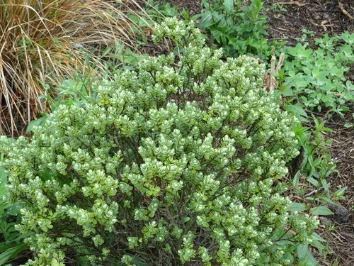 Hebe pinguifolia