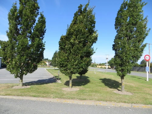 Quercus robur