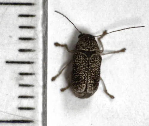Aporocera melanocephala