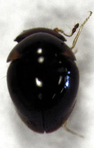 Sphaerothorax suffusus