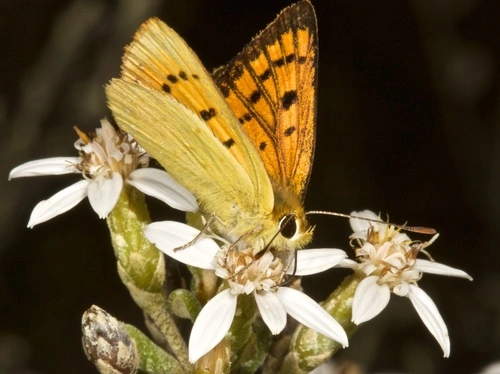 Copper Butterfly