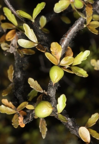 Pittosporum divaricatum