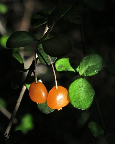 Neomyrtus pedunculata