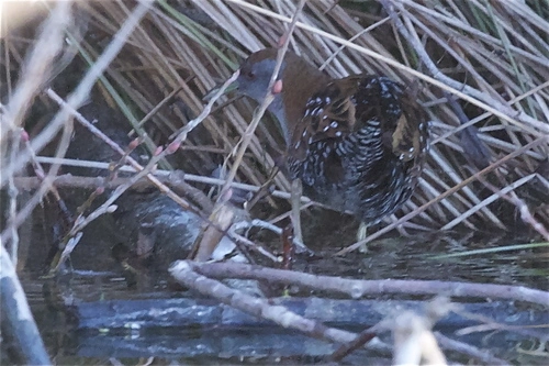 Marsh Crake