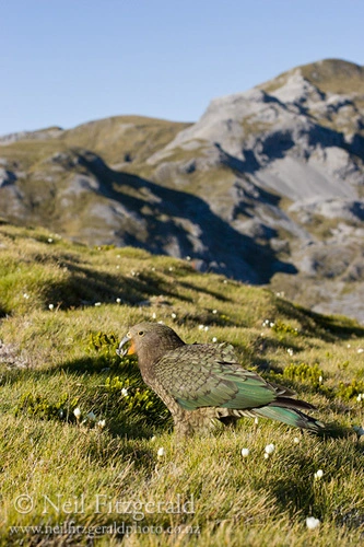 Kea