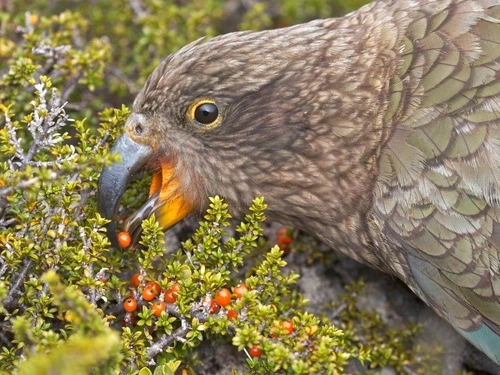 Kea