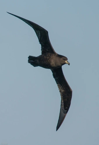 Westland Petrel