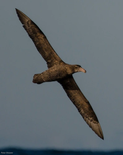 Northern Giant Petrel