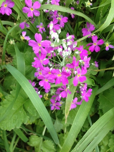Primula malacoides