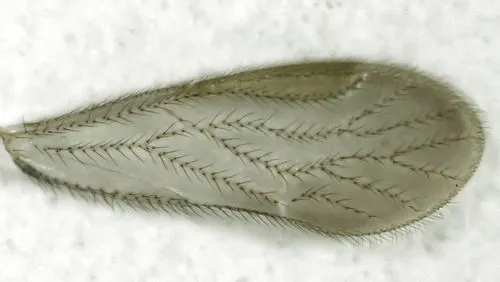 Chorocaecilius brunellus