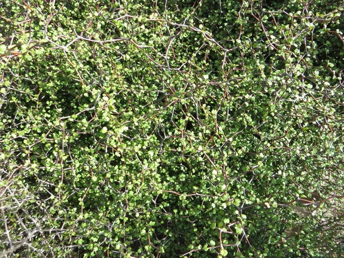 Muehlenbeckia astonii