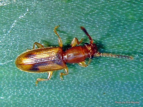 Desjardin's Flat Beetle (Cryptamorpha desjardinsi)