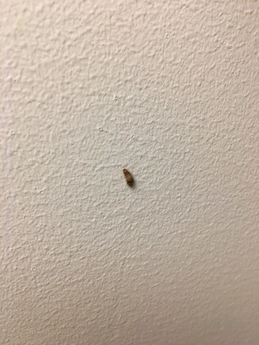 Carpet Beetles