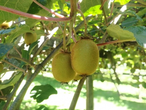 Chinese gooseberry