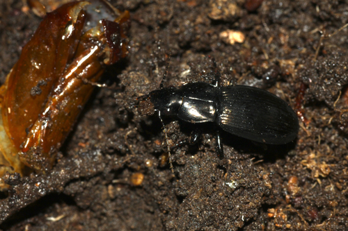 Aoraia dinodes