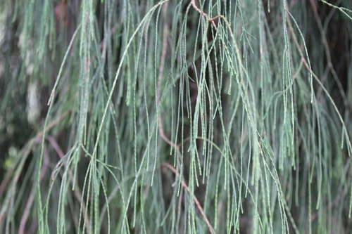 Chamaecyparis lawsoniana 'Imbricata Pendula'