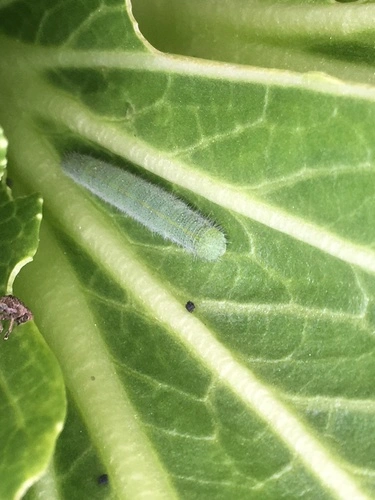 Cabbage White