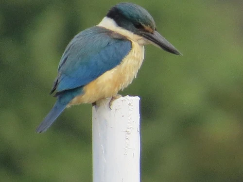 New Zealand Kingfisher