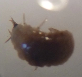Woodlice and Pillbugs