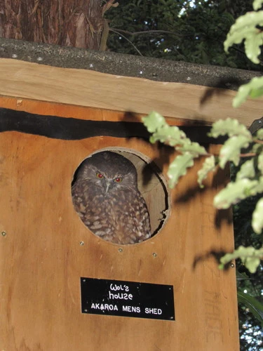 Morepork