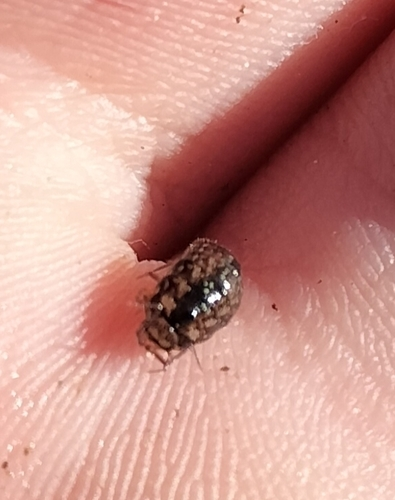 Woodlice, Pillbugs, and Rock Slaters