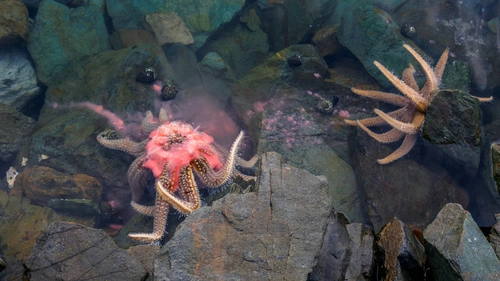 Eleven-armed Sea Star