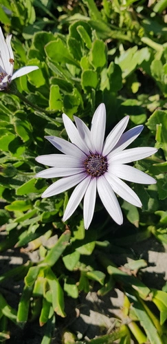 trailing African daisy