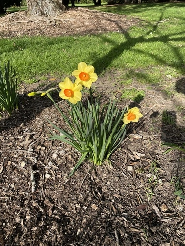 daffodils