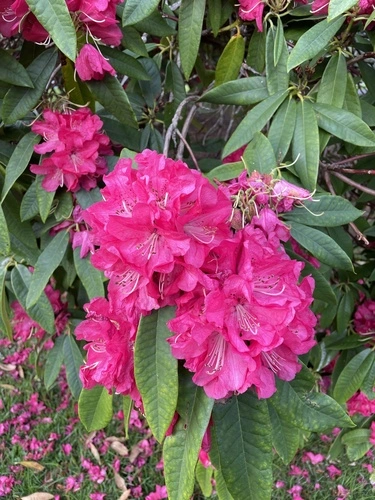 rhododendrons and azaleas