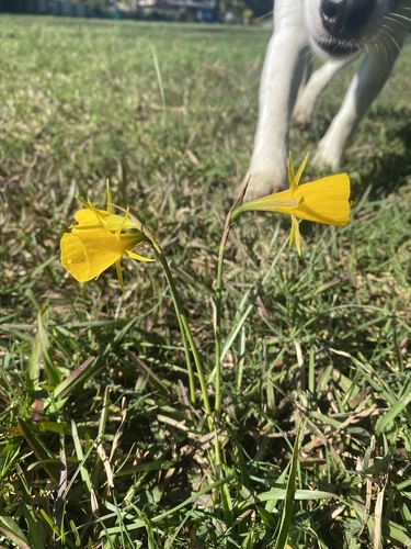 hoop-petticoat daffodil