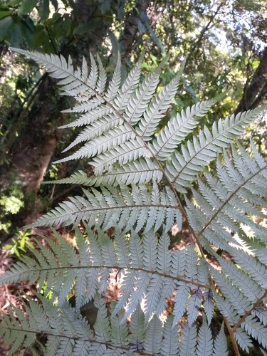 silver tree fern (Cyathea dealbata)