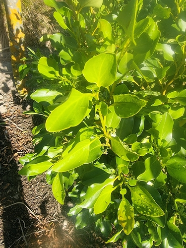 griselina littoralis